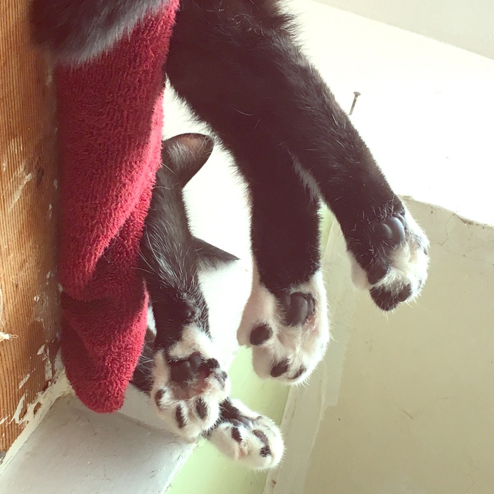Talk to the paw! 🐾 (Misc. messages here, please.)